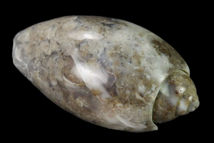 Polished, Chalcedony Replaced Gastropod Fossil - India #133533
